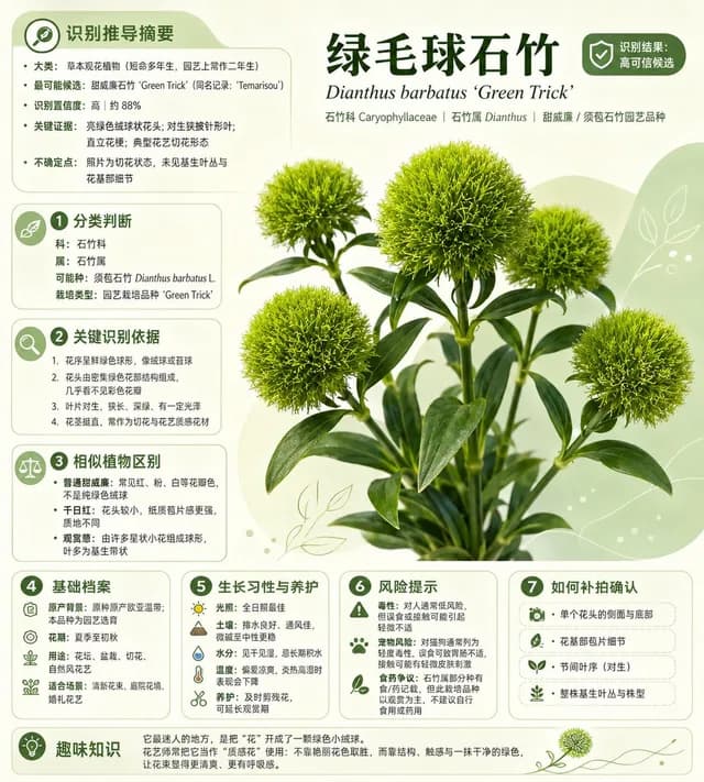 Chinese Plant ID Infographic preview image 1