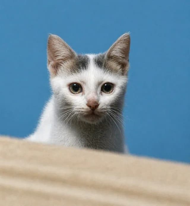Photorealistic 8K Pet Photo Restoration preview image 1