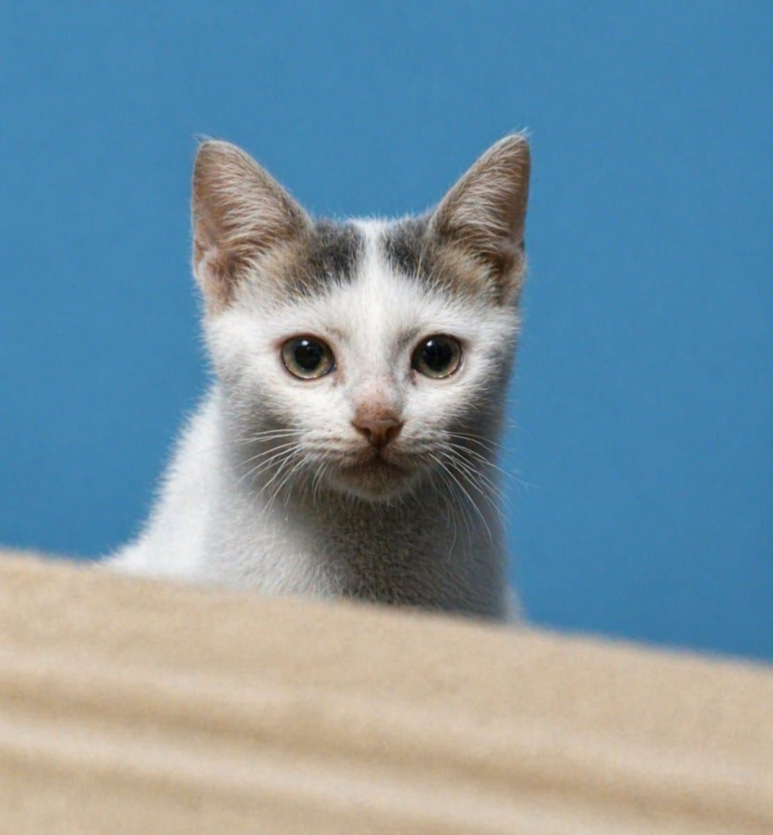 Photorealistic 8K Pet Photo Restoration preview image 1